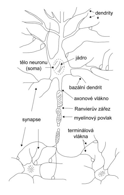 Biologický neuron